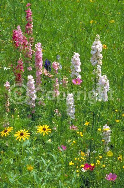 Red blooms; Blue blooms; Purple blooms; White blooms; Pink blooms
