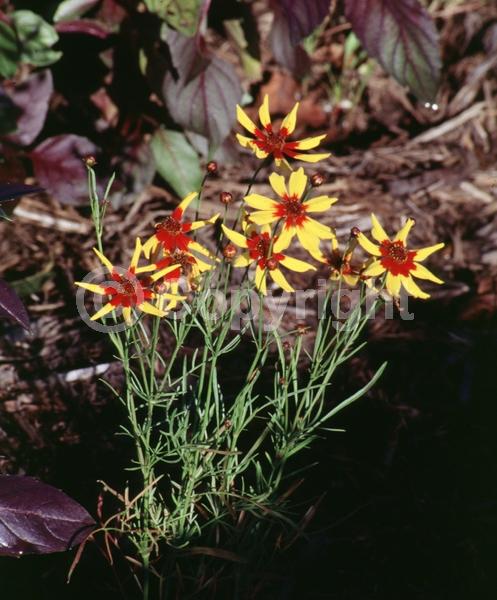 Red blooms; Yellow blooms; North American Native