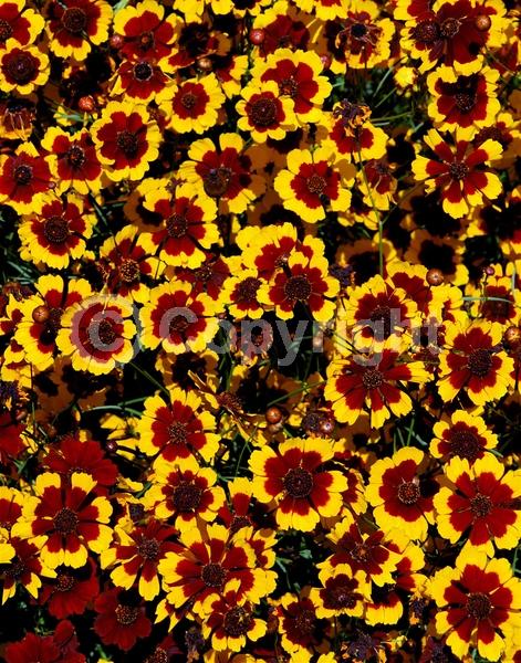 Red blooms; Orange blooms; Yellow blooms; North American Native