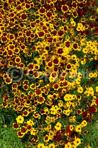 Red blooms; Orange blooms; Yellow blooms; North American Native