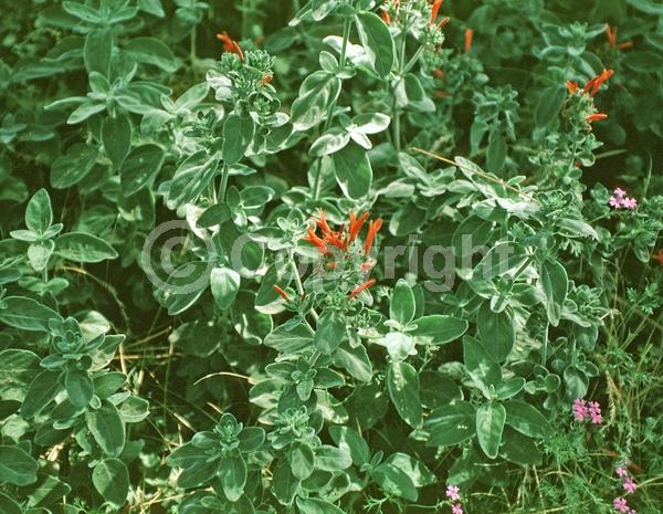 Red blooms; Orange blooms