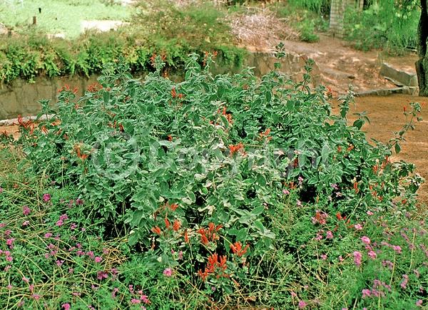 Red blooms; Orange blooms