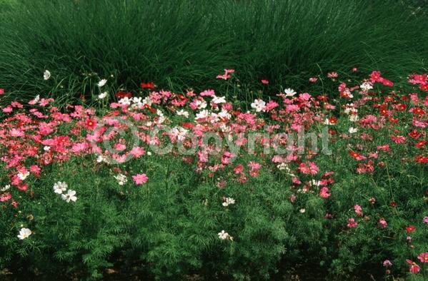 White blooms; Pink blooms; North American Native