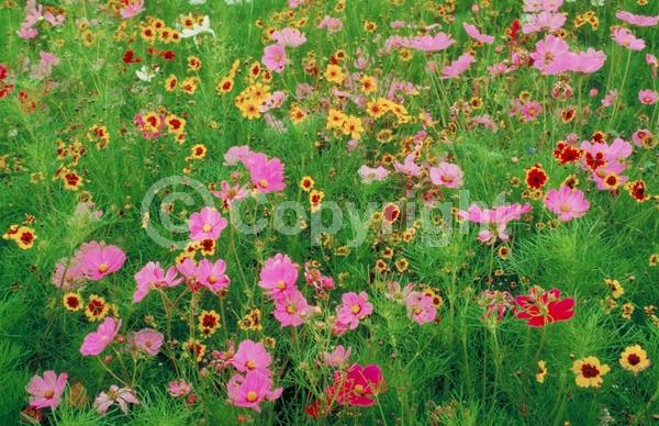 Red blooms; White blooms; Pink blooms; North American Native