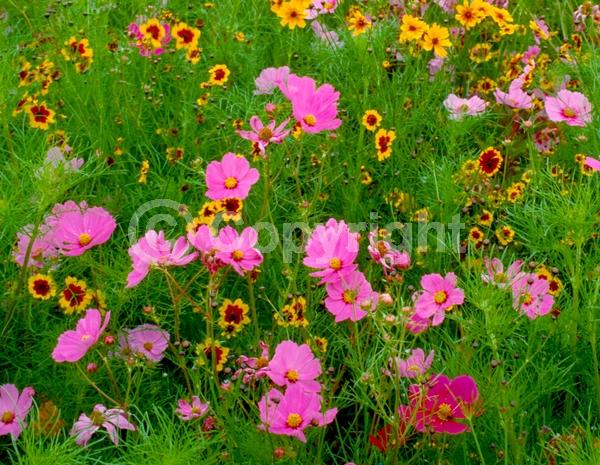 Red blooms; White blooms; Pink blooms; North American Native