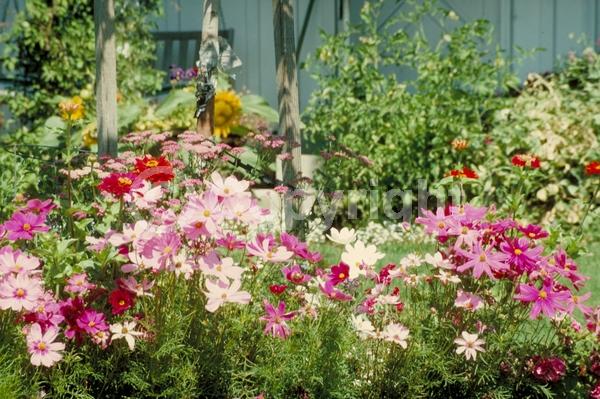 Red blooms; White blooms; Pink blooms; North American Native