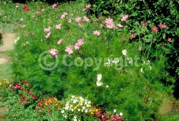 Red blooms; White blooms; Pink blooms; North American Native