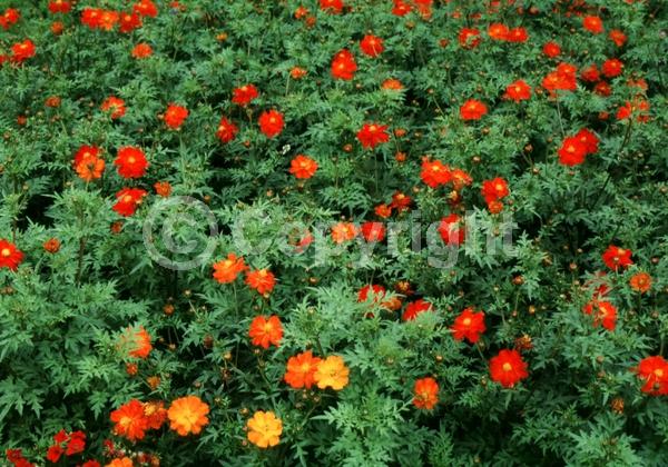 Red blooms; North American Native