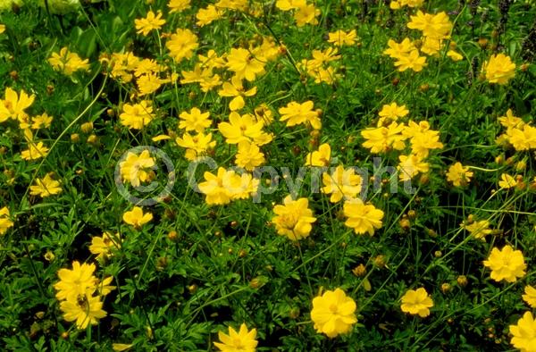 Yellow blooms; North American Native