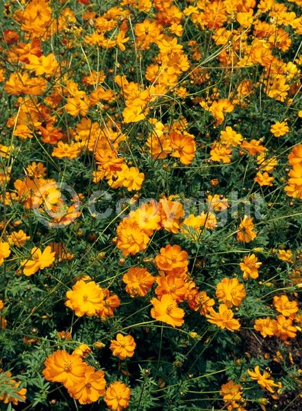Orange blooms; Yellow blooms; North American Native