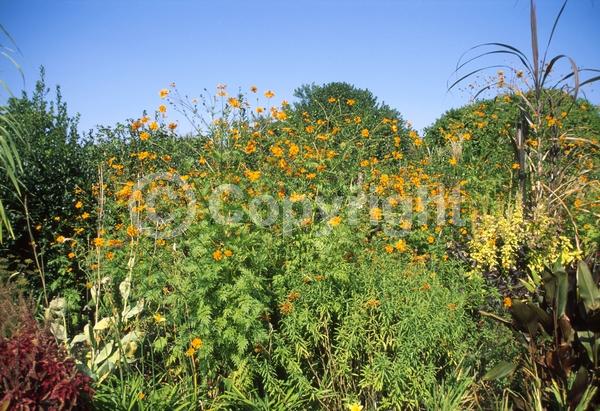 Orange blooms; Yellow blooms; North American Native