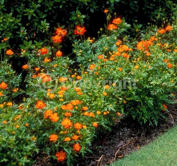 Red blooms; North American Native