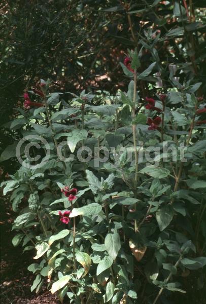Purple blooms; North American Native