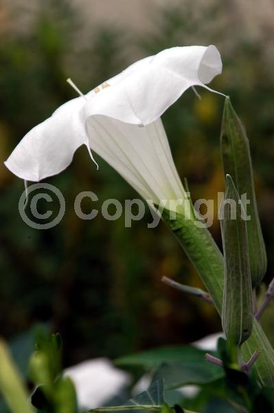 White blooms; Evergreen; Needles or needle-like leaf