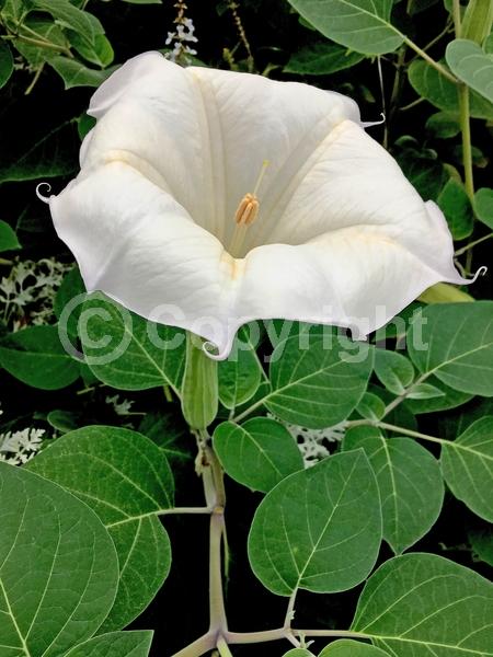 White blooms; Evergreen; Needles or needle-like leaf