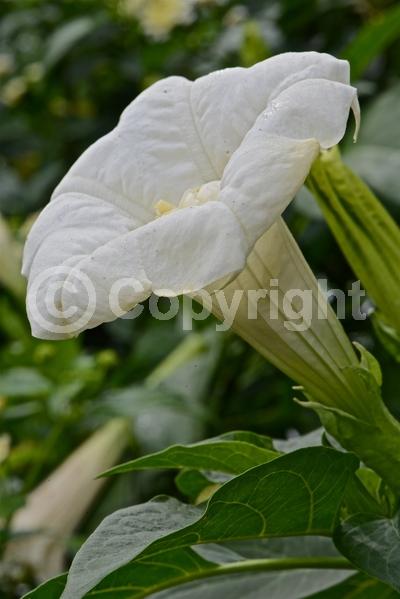 White blooms; Evergreen; Needles or needle-like leaf