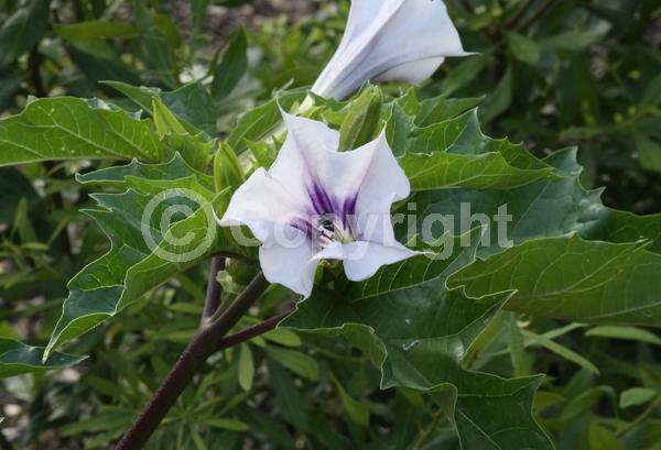 Purple blooms; White blooms; North American Native