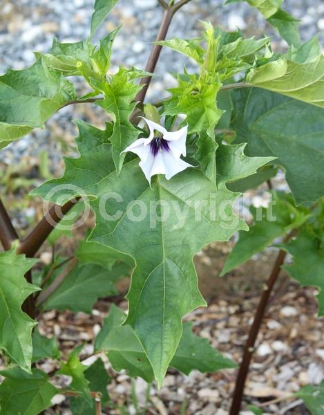 Purple blooms; White blooms; North American Native