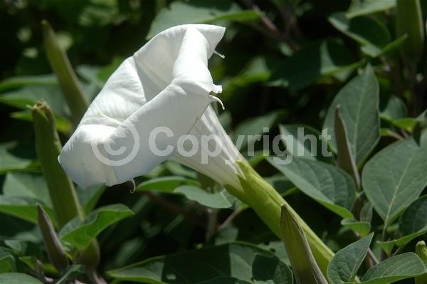 Purple blooms; White blooms; North American Native