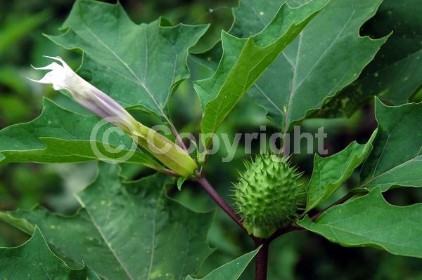 Purple blooms; White blooms; North American Native