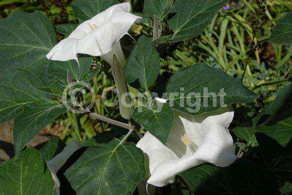 Purple blooms; White blooms; North American Native