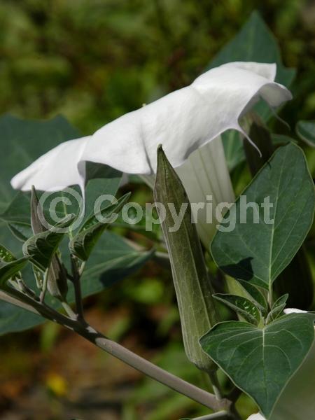 Purple blooms; White blooms; North American Native