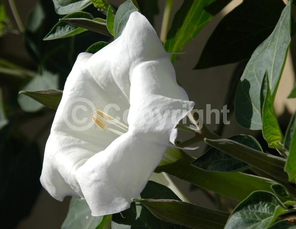 Purple blooms; White blooms; North American Native