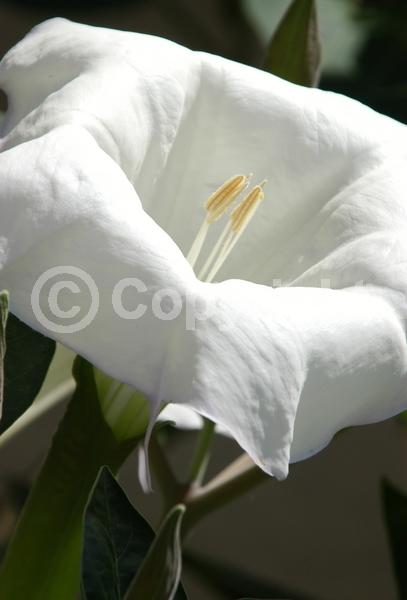Purple blooms; White blooms; North American Native