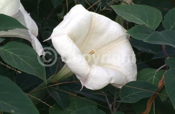 Purple blooms; White blooms; North American Native