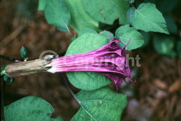 Purple blooms; White blooms; North American Native