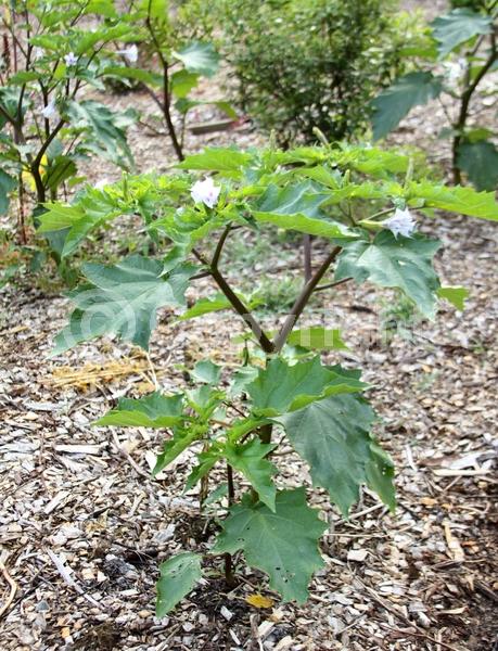 Purple blooms; White blooms; North American Native