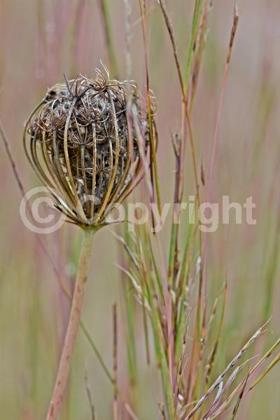 Purple blooms; White blooms