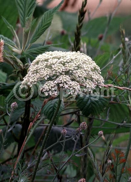 Purple blooms; White blooms