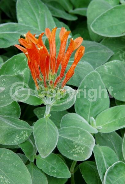 Red blooms; Orange blooms