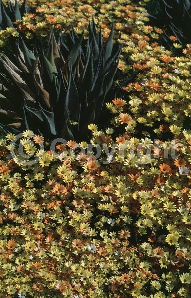 Orange blooms; Yellow blooms; White blooms