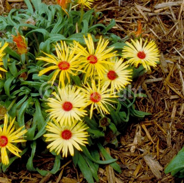 Red blooms; Orange blooms; Yellow blooms; White blooms; Pink blooms
