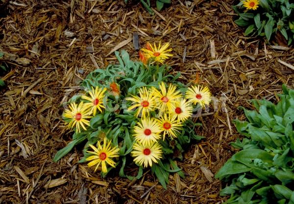 Red blooms; Orange blooms; Yellow blooms; White blooms; Pink blooms