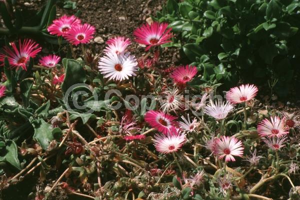 Red blooms; Pink blooms