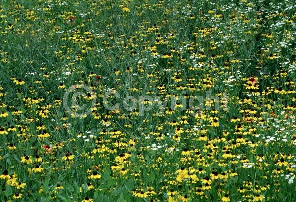 Yellow blooms; North American Native