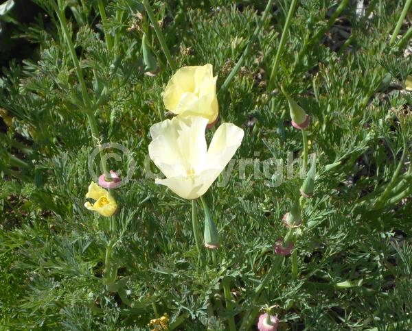 White blooms; North American Native