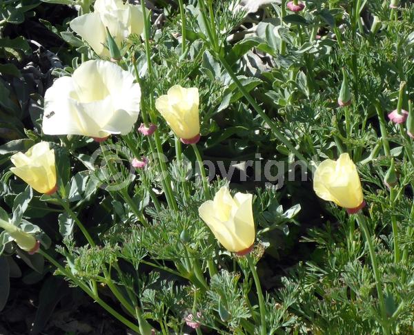 White blooms; North American Native