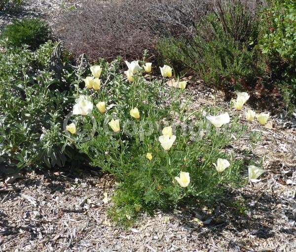 White blooms; North American Native