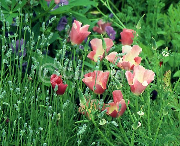 Purple blooms; Pink blooms; North American Native