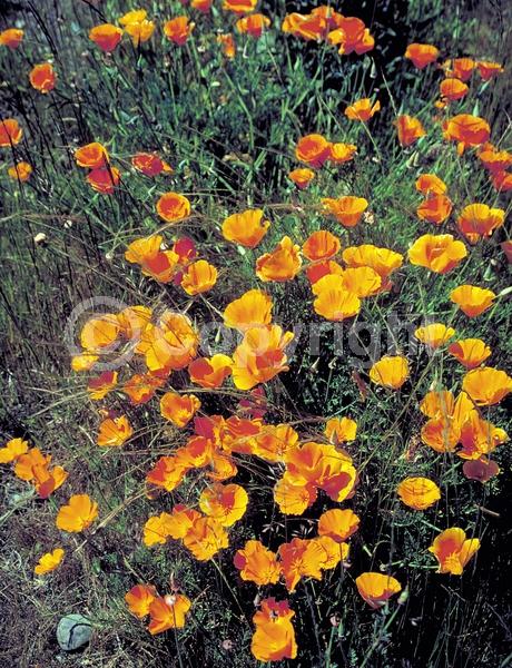 Orange blooms; Yellow blooms; North American Native