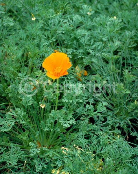 Orange blooms; Yellow blooms; North American Native