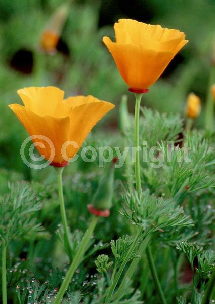 Orange blooms; Yellow blooms; North American Native