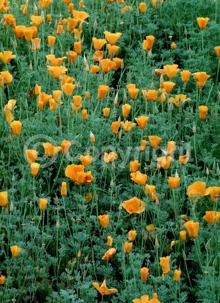 Orange blooms; Yellow blooms; North American Native