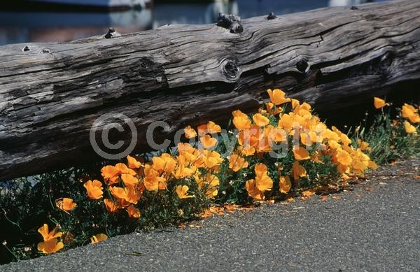 Orange blooms; Yellow blooms; North American Native