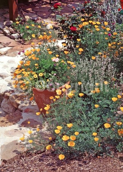 Orange blooms; Yellow blooms; North American Native