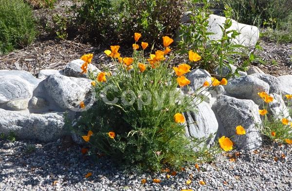 Orange blooms; Yellow blooms; North American Native